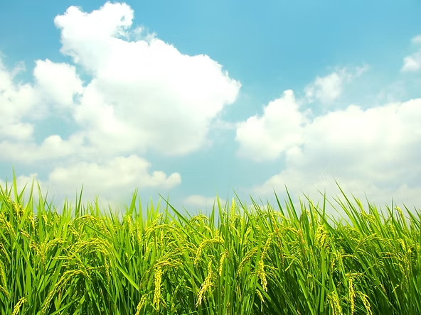 Discover Japanese Calligraphy: Tradition, Beauty, and Good Fortune for Your Life