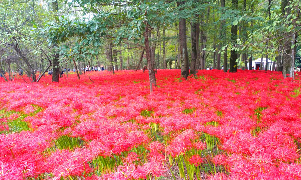 Autumn in Japan: Start Japanese Calligraphy with a Single Stroke — Begin with “One”