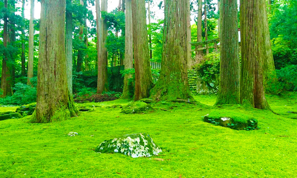 Moss × Calligraphy — Savor Japanese Moss Culture and Japanese Calligraphy through Travel and Collecting